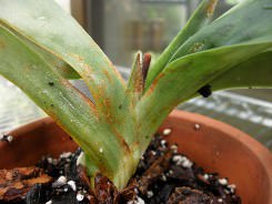 Каждому цветоводу необходимо знать, какие болезни и вредители поражают орхидеи